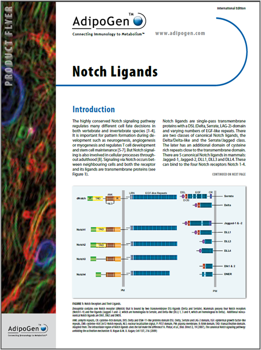 Notch Ligands Flyer