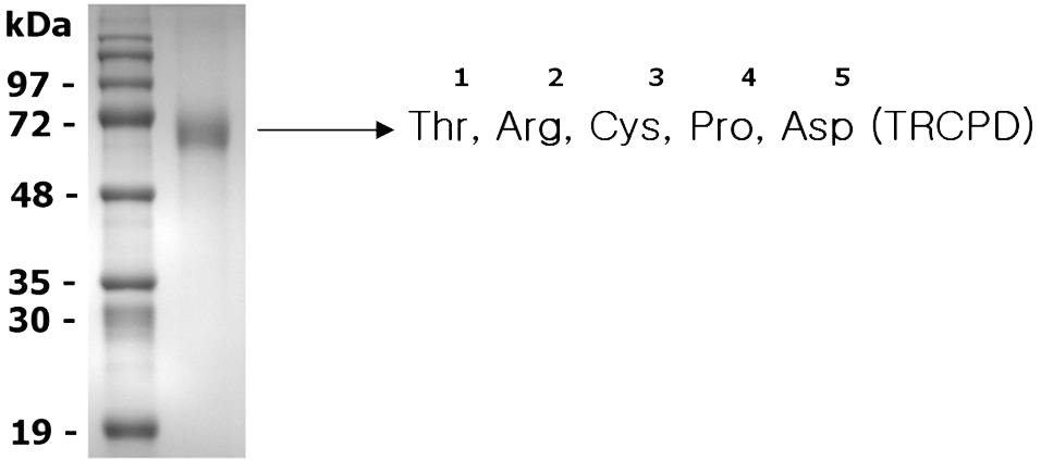 NH<sub>2</sub>-terminal sequence analysis.