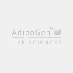 Western Blot analysis of human plasma adiponectin using anti-Adiponectin (human), mAb (HADI 773) (Prod. No. AG-20A-0001) at 0.2μg/ml. Western Blot analysis of human plasma adiponectin using anti-Adiponectin (human), mAb (HADI 773) (Prod. No. AG-20A-0001) at 0.2μg/ml.