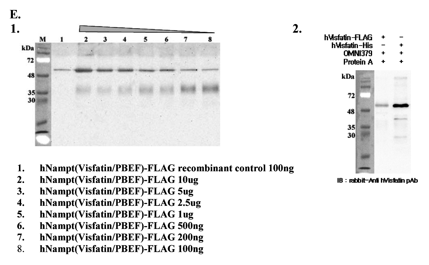 Immunoprecipitation of recombinant human Nampt(Visfatin/PBEF) proteins using anti-Nampt (Visfatin-PBEF), mAb (OMNI379) (Prod. No. AG-20A-0034B). Recombinant human Nampt(Visfatin/PBEF) proteins at different concentrations were precipitated. The precipitated proteins were separated by SDS-PAGE, electroblotted, and visualized by western blot with anti-human Nampt(Visfatin/PBEF) pAb. Immunoprecipitation of recombinant human Nampt(Visfatin/PBEF) proteins using anti-Nampt (Visfatin-PBEF), mAb (OMNI379) (Prod. No. AG-20A-0034B). Recombinant human Nampt(Visfatin/PBEF) proteins at different concentrations were precipitated. The precipitated proteins were separated by SDS-PAGE, electroblotted, and visualized by western blot with anti-human Nampt(Visfatin/PBEF) pAb.