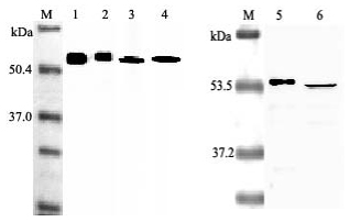 Western blot analysis using anti-Nampt (Visfatin-PBEF), mAb (OMNI379) (Prod. No. AG-20A-0034B) at 1:2000 dilution.<br />1. Human Nampt (Visfatin/PBEF) (His-tagged).<br />2. Human Nampt (Visfatin/PBEF) (FLAG<sup>®</sup>-tagged).<br />3. Mouse Nampt (Visfatin/PBEF) (His-tagged).<br />4. Rat Nampt (Visfatin/PBEF) (His-tagged).<br />5. Human Nampt (Visfatin/PBEF) (His-tagged).<br />6. LPS-treated human peripheral blood leukocyte lysate. Western blot analysis using anti-Nampt (Visfatin-PBEF), mAb (OMNI379) (Prod. No. AG-20A-0034B) at 1:2000 dilution.<br />1. Human Nampt (Visfatin/PBEF) (His-tagged).<br />2. Human Nampt (Visfatin/PBEF) (FLAG<sup>®</sup>-tagged).<br />3. Mouse Nampt (Visfatin/PBEF) (His-tagged).<br />4. Rat Nampt (Visfatin/PBEF) (His-tagged).<br />5. Human Nampt (Visfatin/PBEF) (His-tagged).<br />6. LPS-treated human peripheral blood leukocyte lysate.