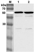 Western blot analysis of 3T3-L1 cell lysate using anti-Nampt (Visfatin/PBEF) mAb (OMNI379) (Prod. No. AG-20A-0034B) at 1:2000 dilution.<br />1. IBMX. + DEX. - treated 3T3-L1 cell lysate.<br />2. IBMX. + DEX. + Insulin - treated 3T3-L1 cell lysate. Western blot analysis of 3T3-L1 cell lysate using anti-Nampt (Visfatin/PBEF) mAb (OMNI379) (Prod. No. AG-20A-0034B) at 1:2000 dilution.<br />1. IBMX. + DEX. - treated 3T3-L1 cell lysate.<br />2. IBMX. + DEX. + Insulin - treated 3T3-L1 cell lysate.
