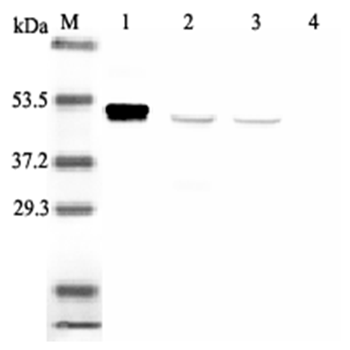 Western blot analysis using anti-IDO (human), mAb (ID 177) (Prod. No. AG-20A-0035) at 1:2'000 dilution.<br />1: Recombinant human IDO (His-tagged).<br />2: PHA-treated human peripheral blood lymphocyte lysate.<br />3: Con A-treated human peripheral blood lymphocyte lysate.<br />4: Human peripheral blood lymphocyte lysate. Western blot analysis using anti-IDO (human), mAb (ID 177) (Prod. No. AG-20A-0035) at 1:2'000 dilution.<br />1: Recombinant human IDO (His-tagged).<br />2: PHA-treated human peripheral blood lymphocyte lysate.<br />3: Con A-treated human peripheral blood lymphocyte lysate.<br />4: Human peripheral blood lymphocyte lysate.