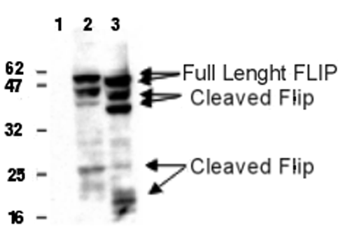 Detection of human and mouse FLIP in 293T cells transfected with a human (lane 2) or mouse FLIP<sub>L</sub> (lane 3) expression plasmid using anti-FLIP, mAb (Dave-2) (AG-20B-0005). Untransfected cells (lane 1). Top arrows indicate full length FLIP, lower arrows indicate cleaved FLIP products. <br /> <strong>Method:</strong> Cell extracts from cells (5x10<sup>4</sup>) transfected with human or mouse FLIP expression plasmid were resolved by SDS-PAGE under reducing conditions, transferred to nitrocellulose and incubated with anti-FLIP, mAb (Dave-2) at 1µg/ml. Proteins were visualized using a peroxidase-conjugated antibody to rat IgG and a chemiluminescence detection system. Detection of human and mouse FLIP in 293T cells transfected with a human (lane 2) or mouse FLIP<sub>L</sub> (lane 3) expression plasmid using anti-FLIP, mAb (Dave-2) (AG-20B-0005). Untransfected cells (lane 1). Top arrows indicate full length FLIP, lower arrows indicate cleaved FLIP products. <br /> <strong>Method:</strong> Cell extracts from cells (5x10<sup>4</sup>) transfected with human or mouse FLIP expression plasmid were resolved by SDS-PAGE under reducing conditions, transferred to nitrocellulose and incubated with anti-FLIP, mAb (Dave-2) at 1µg/ml. Proteins were visualized using a peroxidase-conjugated antibody to rat IgG and a chemiluminescence detection system.