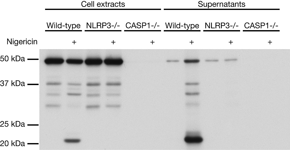Mouse caspase-1 (p20) is detected by immunoblotting using anti-Caspase-1 (p20) (mouse), mAb (Casper-1) (Prod. No. AG-20B-0042). <strong>Method:</strong> Caspase-1 was analyzed by Western blot in cell extracts and supernatants of differentiated bone marrow-derived dendritic cells (BMDCs) from wild-type, NLRP3<sup>-/-</sup> and caspase-1<sup>-/-</sup> mice activated or not by 5 &mu;M Nigericin (Prod. No. AG-CN2-0020) for 30 min. Cell extracts and supernatants were separated by SDS-PAGE under reducing conditions, transferred to nitrocellulose and incubated with  anti-Caspase-1 (p20) (mouse), mAb (Casper-1) (1&mu;g/ml). Proteins were visualized by a chemiluminescence detection system.