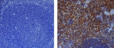 Immunohistochemical staining of endogenous mouse Caspase-1 in mouse spleen using anti-Caspase-1 (p20) (mouse), mAb (Casper-1) (Prod. No. AG-20B-0042). <b>Method:</b> Mouse spleen tissues (paraffin sections) from Caspase-1 KO (left) or WT (right) mice were stained using anti-Caspase-1 (p20) (mouse), mAb (Casper-1) (Prod. No. AG-20B-0042) (1:500) by standard immunohistochemistry (antigen retrieval performed with sodium citrate). 