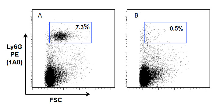 Mouse neutrophils are depleted <i>in vivo</i> by anti-Neutrophils (mouse), mAb (blocking) (Nimp-R14) (AG-20B-0043). <br /> <b>Method:</b> Mice were injected) i.p. with 250 µg of anti-Neutrophils (mouse), mAb (blocking) (Nimp-R14) (B) or with PBS (A) in BALB/c mouse 6 h prior to <i>Leishmania major</i> infection (3x10<sup>6</sup> parasites injected in the hind footpad). 3 days later, blood (100µl) was subjected to flow cytometric analysis after staining with PE-labeled anti-Ly6G antibody (clone 1A8).  