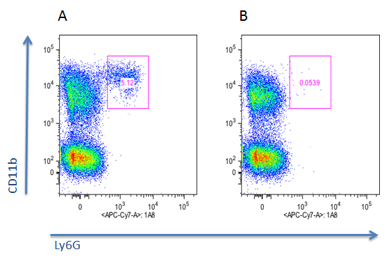 Mouse neutrophils are depleted <i>in vivo</i> by anti-Neutrophils (mouse), mAb (blocking) (Nimp-R14) (AG-20B-0043). <br /> <b>Method:</b> Mice were injected) i.p. with 250 µg of anti-Neutrophils (mouse), mAb (blocking) (Nimp-R14) (B) or with Control mAb (A) in BALB/c mouse 6 h prior to <i>Leishmania major</i> infection (3x10<sup>6</sup> parasites injected in the hind footpad). 3 days later, blood (100µl) was subjected to flow cytometric analysis after staining with APC/CY7-labeled anti-Ly6G antibody (clone 1A8). Mouse neutrophils are depleted <i>in vivo</i> by anti-Neutrophils (mouse), mAb (blocking) (Nimp-R14) (AG-20B-0043). <br /> <b>Method:</b> Mice were injected) i.p. with 250 µg of anti-Neutrophils (mouse), mAb (blocking) (Nimp-R14) (B) or with Control mAb (A) in BALB/c mouse 6 h prior to <i>Leishmania major</i> infection (3x10<sup>6</sup> parasites injected in the hind footpad). 3 days later, blood (100µl) was subjected to flow cytometric analysis after staining with APC/CY7-labeled anti-Ly6G antibody (clone 1A8).