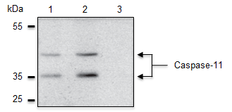 Caspase-11 is specifically detected in mouse extracts by anti-Caspase-4/11 (p20), mAb (Flamy-1) (AG-20B-0060). <b>Method:</b> Caspase-11 is analyzed by Western blot in mouse cell extracts of immortalized bone marrow-derived macrophages (iBMDM), which are either untreated (lane 1), treated with CRISPR/Cas9-luciferase (lane 2), or treated with CRIPSR/Cas9-mCasp11 (lane 3). Cell extracts are separated by SDS-PAGE under reducing conditions, transferred to nitrocellulose and incubated with anti-Caspase-4/11 (p20), mAb (Flamy-1) (1µg/ml). After addition of an anti-mouse secondary antibody coupled to HRP, proteins are visualized using a chemiluminescence detection system. Caspase-11 is specifically detected in mouse extracts by anti-Caspase-4/11 (p20), mAb (Flamy-1) (AG-20B-0060). <b>Method:</b> Caspase-11 is analyzed by Western blot in mouse cell extracts of immortalized bone marrow-derived macrophages (iBMDM), which are either untreated (lane 1), treated with CRISPR/Cas9-luciferase (lane 2), or treated with CRIPSR/Cas9-mCasp11 (lane 3). Cell extracts are separated by SDS-PAGE under reducing conditions, transferred to nitrocellulose and incubated with anti-Caspase-4/11 (p20), mAb (Flamy-1) (1µg/ml). After addition of an anti-mouse secondary antibody coupled to HRP, proteins are visualized using a chemiluminescence detection system.