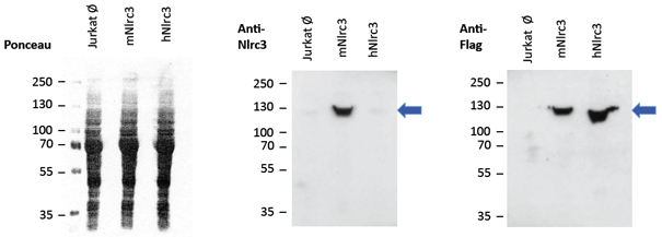 Overexpressed mouse NLRC3 is detected by immunoblotting using anti-NLRC3 (mouse), mAb (Eowyn-1) (Prod. No. AG-20B-0067-C100).<br /> <b>Method:</b> Cell lysate protein was loaded and SDS Page was run for 1h at 100V. Transfer for 1h at 80V. Block for 30min with 4% skimmed milk PBS Tween. Nitrocellulose membrane was incubated o/n at 4°C with anti-NLRC3 (mouse), mAb (Eowyn-1) (1/2000) in incubation buffer (0.4% skimmed milk PBS Tween) followed by anti-mouse HRP (1/10‘000) for 1h at RT. Exposure 5 min. Anti-Flag (1/2000) was incubated o/n at 4°C followed by anti-mouse HRP (1/10‘000) for 1h at RT. Exposure 5 min.<br /><b>Conclusion:</b> anti-NLRC3 (mouse), mAb (Eowyn-1) recognizes overexpressed mouse NLRC3 but it does not detect human NLRC3. -> mouse NLRC3: ≈ 120kDa; human NLRC3: ≈ 115kDa; Flag-tagged mouse NLRC3 and Flag-tagged human NLRC3 were overexpressed in Jurkat cells. Overexpressed mouse NLRC3 is detected by immunoblotting using anti-NLRC3 (mouse), mAb (Eowyn-1) (Prod. No. AG-20B-0067-C100).<br /> <b>Method:</b> Cell lysate protein was loaded and SDS Page was run for 1h at 100V. Transfer for 1h at 80V. Block for 30min with 4% skimmed milk PBS Tween. Nitrocellulose membrane was incubated o/n at 4°C with anti-NLRC3 (mouse), mAb (Eowyn-1) (1/2000) in incubation buffer (0.4% skimmed milk PBS Tween) followed by anti-mouse HRP (1/10‘000) for 1h at RT. Exposure 5 min. Anti-Flag (1/2000) was incubated o/n at 4°C followed by anti-mouse HRP (1/10‘000) for 1h at RT. Exposure 5 min.<br /><b>Conclusion:</b> anti-NLRC3 (mouse), mAb (Eowyn-1) recognizes overexpressed mouse NLRC3 but it does not detect human NLRC3. -> mouse NLRC3: ≈ 120kDa; human NLRC3: ≈ 115kDa; Flag-tagged mouse NLRC3 and Flag-tagged human NLRC3 were overexpressed in Jurkat cells.