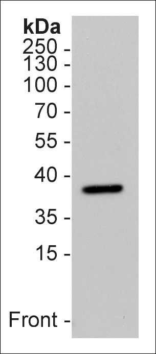 Western Blot using anti-Survival Motor Neuron Protein (human), mAb (7B10) (Prod. No. AG-20T-0003) on 15μg of human platelet lysate as a positive control (15μg). ECL detection. Western Blot using anti-Survival Motor Neuron Protein (human), mAb (7B10) (Prod. No. AG-20T-0003) on 15μg of human platelet lysate as a positive control (15μg). ECL detection.