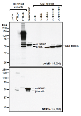 Western blot analysis of protein polyglutamylation by anti-Polyglutamate chain (polyE), pAb (IN105) (Prod. No. AG-25B-0030).<br /><b>Method:</b> HEK-293T cells are grown in standard culture conditions, transfected with plasmids expressing the tubulin glutamylases TTLL4 and TTLL6 (J. van Dijk, et al.; Mol. Cell 2007) and are lysed in SDS sample buffer and run on a 10% SDS-PAGE. Brain tubulin was prepared following standard procedures (M. Castoldi & A.V. Popov; Protein Expr. Purif. 2003). Different C-terminally modified variants of GST-telokin were produced in bacteria as described before (K. Rogowski, et al.; Cell 2010). The proteins are transferred to a nitrocellulose membrane and detected by standard immunoblot protocol using the anti-polyE, pAb (IN105) (1:2'000) in TBS containing 0.1% Tween-20 for washing steps and 2.5% fat free milk for antibody incubation. The same samples were probed with the anti-Polyglutamylation Modification, mAb (GT335) (Prod. No. AG-20B-0020) for comparison. In the normal HEK-293T cell extracts, no tubulin detection is observed, even on high exposure. Expression of TTLL4 glutamylase does not lead to detection with anti-polyE, pAb (IN105) while glutamylation is observed with GT335. This indicates that TTLL4 generates short glutamate chains on tubulin. Expression of TTLL6 generates long glutamate chains (J. van Dijk, et al.; Mol. Cell 2007), which are detected by anti-polyE, pAb (IN105). Brain tubulin is a heterogenous mixture of different glutamylation states of tubulin (B. Edde, et al.; Science 1990) and therefore strongly detected by anti-polyE, pAb (IN105) and mAb GT335. Anti-polyE, pAb (IN105) also detects gene-encoded linear C-terminal glutamate chains. To illustrate the specificity of anti-polyE, pAb (IN105), recombinant GST-telokin proteins are included in the western blot analysis. Anti-polyE, pAb (IN105) specifically detects glutamate-chains of four and more glutamates. In contrast, GT335 cannot detect such chains (K. Rogowski, et al.; Cell 2010).<br /><i>Picture courtesy of Dr. Sudarshan Gadadhar & Dr. Carsten Janke, Curie Institute, Paris</i> Western blot analysis of protein polyglutamylation by anti-Polyglutamate chain (polyE), pAb (IN105) (Prod. No. AG-25B-0030).<br /><b>Method:</b> HEK-293T cells are grown in standard culture conditions, transfected with plasmids expressing the tubulin glutamylases TTLL4 and TTLL6 (J. van Dijk, et al.; Mol. Cell 2007) and are lysed in SDS sample buffer and run on a 10% SDS-PAGE. Brain tubulin was prepared following standard procedures (M. Castoldi & A.V. Popov; Protein Expr. Purif. 2003). Different C-terminally modified variants of GST-telokin were produced in bacteria as described before (K. Rogowski, et al.; Cell 2010). The proteins are transferred to a nitrocellulose membrane and detected by standard immunoblot protocol using the anti-polyE, pAb (IN105) (1:2'000) in TBS containing 0.1% Tween-20 for washing steps and 2.5% fat free milk for antibody incubation. The same samples were probed with the anti-Polyglutamylation Modification, mAb (GT335) (Prod. No. AG-20B-0020) for comparison. In the normal HEK-293T cell extracts, no tubulin detection is observed, even on high exposure. Expression of TTLL4 glutamylase does not lead to detection with anti-polyE, pAb (IN105) while glutamylation is observed with GT335. This indicates that TTLL4 generates short glutamate chains on tubulin. Expression of TTLL6 generates long glutamate chains (J. van Dijk, et al.; Mol. Cell 2007), which are detected by anti-polyE, pAb (IN105). Brain tubulin is a heterogenous mixture of different glutamylation states of tubulin (B. Edde, et al.; Science 1990) and therefore strongly detected by anti-polyE, pAb (IN105) and mAb GT335. Anti-polyE, pAb (IN105) also detects gene-encoded linear C-terminal glutamate chains. To illustrate the specificity of anti-polyE, pAb (IN105), recombinant GST-telokin proteins are included in the western blot analysis. Anti-polyE, pAb (IN105) specifically detects glutamate-chains of four and more glutamates. In contrast, GT335 cannot detect such chains (K. Rogowski, et al.; Cell 2010).<br /><i>Picture courtesy of Dr. Sudarshan Gadadhar & Dr. Carsten Janke, Curie Institute, Paris</i>