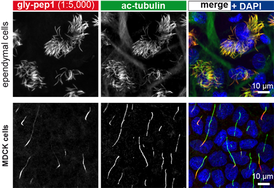 Immunofluorescence staining using anti-Tubulin (glycylated), pAb (Gly-pep1) (Prod. No. AG-25B-0034) of multiciliated ependymal cells and cells with primary cilia. <b>Method:</b> Radial glial cells isolated from newborn wildtype mice, and the MDCK cell line were serum starved to induce ciliogenesis. Cells were fixed with a microtubule-stabilizing protocol and stained with anti-Tubulin (glycylated), pAb (Gly-pep1) (1:5,000; red), anti-α-Tubulin (acetylated), mAb (TEU318) (AG-20B-0068) (green) and DAPI (blue). Gly-pep1 staining is observed specifically on the cilia. <i>Picture courtesy of Sudarshan Gadadhar and Carsten Janke, Institut Curie, Paris.</i> Immunofluorescence staining using anti-Tubulin (glycylated), pAb (Gly-pep1) (Prod. No. AG-25B-0034) of multiciliated ependymal cells and cells with primary cilia. <b>Method:</b> Radial glial cells isolated from newborn wildtype mice, and the MDCK cell line were serum starved to induce ciliogenesis. Cells were fixed with a microtubule-stabilizing protocol and stained with anti-Tubulin (glycylated), pAb (Gly-pep1) (1:5,000; red), anti-α-Tubulin (acetylated), mAb (TEU318) (AG-20B-0068) (green) and DAPI (blue). Gly-pep1 staining is observed specifically on the cilia. <i>Picture courtesy of Sudarshan Gadadhar and Carsten Janke, Institut Curie, Paris.</i>