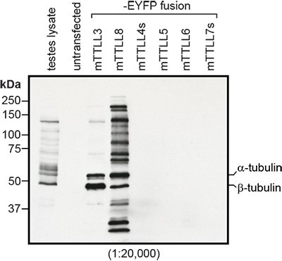 Immunoblot analysis of protein glycylation using anti-Tubulin (glycylated), pAb (Gly-pep1) (Prod. No. AG-25B-0034). <b>Method:</b> HEK-293T cells are grown in standard culture conditions, transfected with plasmids expressing the glycylases TTLL3 and TTLL8 and are run on a 10% SDS-PAGE. Lysate of mouse testes was used as a positive control for glycylated tubulin. The proteins are transferred to a nitrocellulose membrane and detected by standard immunoblot protocol using anti-Tubulin (glycylated), pAb (Gly-pep1) (1:20,000) in TBS containing 0.1% Tween-20 for washing steps and 2.5% fat free milk for antibody incubation. In the untransfected HEK-293T cell extracts, no tubulin is detected, even on high exposure. After expression of TTLL3 glycylase, predominantly β-tubulin is detected with Gly-pep1, while expression of TTLL8 generates Gly-pep1-positive α-tubulin and other, yet unidentified substrates. Lysate of testes also contains a heterogeneous mixture of different glycylated proteins, inlcuding α and β-tubulin. <i>Picture courtesy of Sudarshan Gadadhar and Carsten Janke, Institut Curie, Paris.</i> Immunoblot analysis of protein glycylation using anti-Tubulin (glycylated), pAb (Gly-pep1) (Prod. No. AG-25B-0034). <b>Method:</b> HEK-293T cells are grown in standard culture conditions, transfected with plasmids expressing the glycylases TTLL3 and TTLL8 and are run on a 10% SDS-PAGE. Lysate of mouse testes was used as a positive control for glycylated tubulin. The proteins are transferred to a nitrocellulose membrane and detected by standard immunoblot protocol using anti-Tubulin (glycylated), pAb (Gly-pep1) (1:20,000) in TBS containing 0.1% Tween-20 for washing steps and 2.5% fat free milk for antibody incubation. In the untransfected HEK-293T cell extracts, no tubulin is detected, even on high exposure. After expression of TTLL3 glycylase, predominantly β-tubulin is detected with Gly-pep1, while expression of TTLL8 generates Gly-pep1-positive α-tubulin and other, yet unidentified substrates. Lysate of testes also contains a heterogeneous mixture of different glycylated proteins, inlcuding α and β-tubulin. <i>Picture courtesy of Sudarshan Gadadhar and Carsten Janke, Institut Curie, Paris.</i>