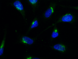 Human giantin is detected by immunocytochemistry using anti-Giantin, mAb (rec.) (TA10) (ATTO 488) (Prod. No. AG-27B-0003TD).<br /> <strong>Method:</strong> HeLa cells are grown in standard culture conditions, fixed with methanol, and incubated with using anti-Giantin, mAb (rec.) (TA10) (ATTO 488) (Prod. No. AG-27B-0003TD) (1&mu;g /ml in PBS-BSA). After incubation for 30 min at RT and several washes in PBS, cells are mounted in Moewiol. Nuclei are stained with DAPI.<br /> <em>Picture courtesy of  Dr. Moutel,  Dr. Franck Perez Lab, Curie Institute, Paris.</em>