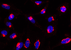 Rab6-GTP is detected by immunocytochemistry using anti-Rab6-GTP, mAb (AA2) (Prod. No. AG-27B-0004).<br /> <strong>Method:</strong> HeLa cells are grown in standard culture conditions, fixed with paraformaldehyde (3%), permeablized in  PBS+ BSA 0.2 % + Saponin 0.05 % and incubated with anti-Rab6-GTP, mAb (AA2) (1&mu;g /ml) in PBS-BSA-Saponin. After incubation for 30 min at RT and several washes in PBS, cells are treated with a goat anti-human (Cy3) antibody in PBS-BSA-Saponin  for 30 min at RT, washed and mounted in Moewiol. Nuclei are stained with DAPI.<br /> <em>Picture courtesy of  Dr Moutel,  Dr Franck Perez Lab, Curie Institute, Paris. </em>