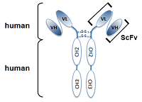 Structure of the recombinant antibody anti-alpha-Tubulin, mAb (rec.) (F2C) (Prod. No. AG-27B-0005). The single chain variable human fragment (ScFv) selected by antibody phage display technology and specific to the antigen of interest is fused to a human IgG2 Fc region.