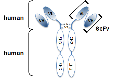 Structure of the recombinant antibody anti-LRP5/6, mAb (rec.) (Heldy-1-4) (Prod. No. AG-27B-0019). The single chain variable human fragment (ScFv) selected by antibody phage display technology and specific to the antigen of interest is fused to a human IgG2 Fc region. Structure of the recombinant antibody anti-LRP5/6, mAb (rec.) (Heldy-1-4) (Prod. No. AG-27B-0019). The single chain variable human fragment (ScFv) selected by antibody phage display technology and specific to the antigen of interest is fused to a human IgG2 Fc region.