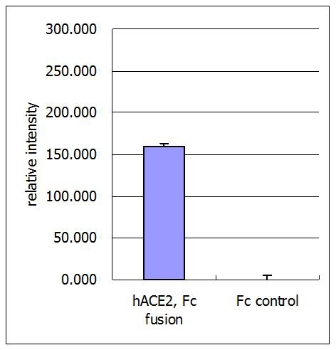 Hydrolysis of a fluorescent peptide substrate, Mca-Y-V-A-D-A-P-K(Dnp)-OH.<br /> To each test tube, 2ml of assay buffer (75mM Tris, pH 7.4, 1M NaCl, 10 &mu;M zinc chloride, 10 &mu;M fluorescent peptide substrate) was added.  Reactions were initiated by the addition of 20 &mu;l (1 &mu;g/ml, final 10ng/ml) of human ACE2-Fc (Prod. No. A-40A-0026), Fc fusion control protein, and buffer only (for blank). Reactions were performed for 20min at room temperature and stopped by the addition of 0.2ml 500mM EDTA. The fluorescence intensity was measured using luminescence spectrometer (excitation = 320nm, emission = 405nm).