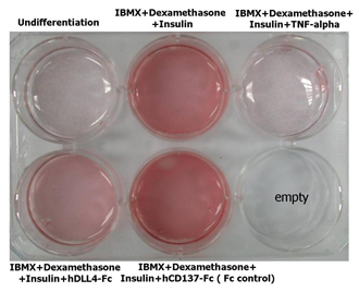 Adipogenesis inhibition of 3T3L-1 cells. Adipogenesis inhibition of 3T3L-1 cells.