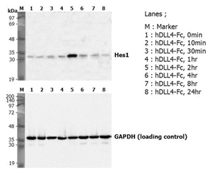 Induction of Hes-1 with the treatment of recombinant human DLL4-Fc (Prod. No. AG-40A-0077).<br /> A mouse preadpipocyte cell line, 3T3L1, was stimulated with 5μg/ml of human DLL4-Fc as in indicated time points and each cell lysate was prepared and subjected to western blot by using anti-mouse Hes1 or GAPDH. Induction of Hes-1 with the treatment of recombinant human DLL4-Fc (Prod. No. AG-40A-0077).<br /> A mouse preadpipocyte cell line, 3T3L1, was stimulated with 5μg/ml of human DLL4-Fc as in indicated time points and each cell lysate was prepared and subjected to western blot by using anti-mouse Hes1 or GAPDH.