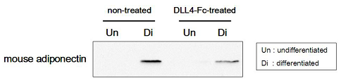 50μg of cell lysates derived from hDLL4-Fc or non-treated 3T3L1 cells, which had been either differentiated or undifferentiated, were subjected to western blot by using a mouse adiponectin antibody. 50μg of cell lysates derived from hDLL4-Fc or non-treated 3T3L1 cells, which had been either differentiated or undifferentiated, were subjected to western blot by using a mouse adiponectin antibody.