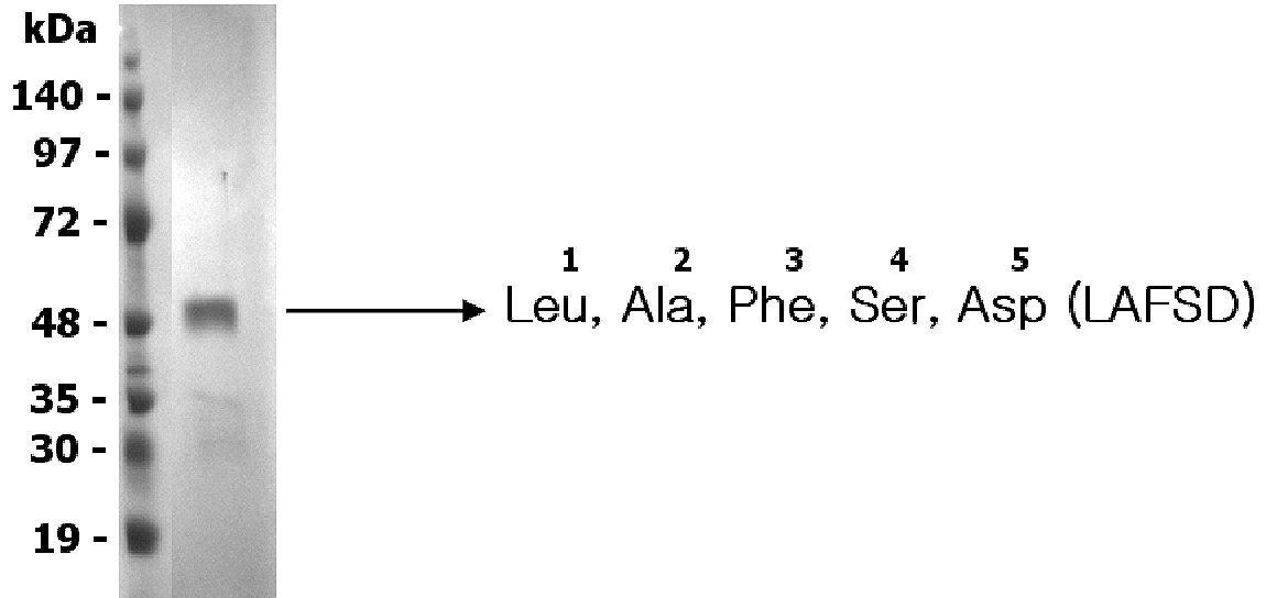 NH<sub>2</sub>-terminal sequence analysis.