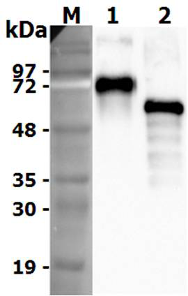 <b>Deglycosylation of human progranulin.</b> To examine the deglycosylation of human Progranulin, 1 &mu;g of human progranulin is denatured with 1X glycoprotein denaturing buffer at 100°C for 10 minutes. After the addition of NP-40 and G7 reaction buffer, twofold dilutions of PNGase F are added and the reaction mix is incubated for 1 hour at 37°C. Separation of reaction products is visualized by immunoblotting using anti-Progranulin (human), pAb (Prod. No. AG-25A-0112).