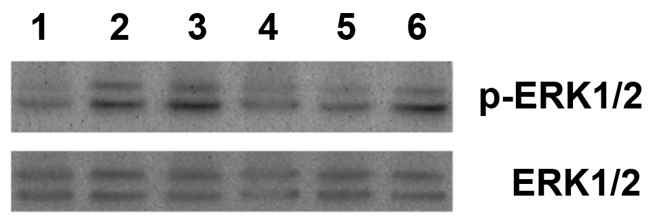 <b>The effects on phospho-ERK1/2 and non-phospho-ERK1/2 by Progranulin (mouse) (rec.) (untagged) (Prod. No. AG-40A-0189) in neuronal differentiated mouse P19 cells.</b> Undifferentiated mouse P19 embryonal carcinoma cells were induced to differentiated in 1&mu;M retinoic acid (RA) in &alpha;-minimum essential medium (&alpha;MEM) containing 10% heat-treated fetal bovine serum on bacterial grade plates for 3~4 days to allow aggregates to form (generation of embryonic bodies). The aggregates were then plated out tissue culture grade plates in the absence of RA for 3~4days. To examine the induction of signal of phospho-p44/42 MAPK and p44/42 MAP kinase, reactions were carried out at 37°C over 0, 5, 10, 30, 60, 120mins, respectively by adding the recombinant protein (500ng/ml) to the neuronal differentiated mouse P19 embryonal carcinoma cells, which were maintained with serum starvation for 24hrs.  Treatment with Progranulin (mouse) (rec.) (untagged) was performed in lanes 1, 2, 3, 4, 5, and 6 over 0, 5, 10, 30, 60, 120mins, respectively.