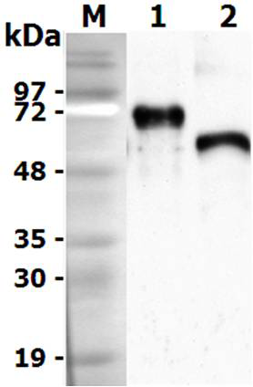 <b>Deglycosylation of mouse progranulin.</b> To examine the deglycosylation of mouse Progranulin, 1 &mu;g of mouse progranulin is denatured with 1X glycoprotein denaturing buffer at 100°C for 10 minutes. After the addition of NP-40 and G7 reaction buffer, twofold dilutions of PNGase F are added and the reaction mix is incubated for 1 hour at 37°C. Separation of reaction products is visualized by immunoblotting using anti-Progranulin (mouse), pAb (Prod. No. AG-25A-0093).