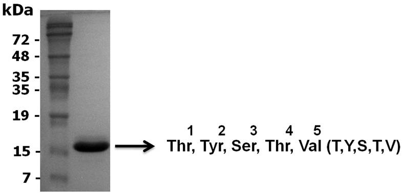 NH<sub>2</sub>-terminal sequence analysis.