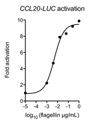 Flagellin (AG-40B-0095) activates TLR5.<br /> <b>Method:</b> Caco-2 cells transfected with plasmid encoding CCL20-LUC plasmid were activated for 24h with the indicated concentrations of Flagellin (Prod. No. AG-40B-0095). Luciferase assays were performed on cell lysates and luminescence was normalized to mock-treated cells. Flagellin (AG-40B-0095) activates TLR5.<br /> <b>Method:</b> Caco-2 cells transfected with plasmid encoding CCL20-LUC plasmid were activated for 24h with the indicated concentrations of Flagellin (Prod. No. AG-40B-0095). Luciferase assays were performed on cell lysates and luminescence was normalized to mock-treated cells.