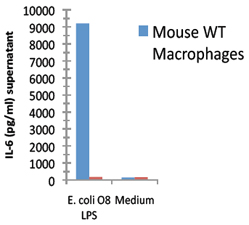 Macrophages from wild-type (WT) TLR4 expressing or TLR4 deficient (TLR4 KO) mice were stimulated with 1μg/ml TLRpure™ <i>E. coli</i> O8:K27 S-(smooth) LPS. Cell culture supernatants were analysed by ELISA for IL-6 after 24h. Optimal concentrations required for activation depend upon bacterial strain and chemotype (R- or S-) LPS, cell species (murine, human, others), cell culture conditions (FCS concentration), sampling time and cytokine. Recommended range for S-type (wild-type) LPS: 0.01-1.0μg/ml. Macrophages from wild-type (WT) TLR4 expressing or TLR4 deficient (TLR4 KO) mice were stimulated with 1μg/ml TLRpure™ <i>E. coli</i> O8:K27 S-(smooth) LPS. Cell culture supernatants were analysed by ELISA for IL-6 after 24h. Optimal concentrations required for activation depend upon bacterial strain and chemotype (R- or S-) LPS, cell species (murine, human, others), cell culture conditions (FCS concentration), sampling time and cytokine. Recommended range for S-type (wild-type) LPS: 0.01-1.0μg/ml.