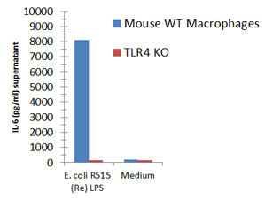 Macrophages from wild-type (WT) TLR4 expressing or TLR4 deficient (TLR4 KO) mice were stimulated with 1μg/ml TLRpure™ <i>E. coli</i> R515 (Re)-(rough) LPS. Cell culture supernatants were analysed by ELISA for IL-6 after 24h. Optimal concentrations required for activation depend upon bacterial strain and chemotype (R- or S-) LPS, cell species (murine, human, others), cell culture conditions (FCS concentration), sampling time and cytokine. Recommended range for R-type (wild-type) LPS: 0.05-1.0μg/ml. Macrophages from wild-type (WT) TLR4 expressing or TLR4 deficient (TLR4 KO) mice were stimulated with 1μg/ml TLRpure™ <i>E. coli</i> R515 (Re)-(rough) LPS. Cell culture supernatants were analysed by ELISA for IL-6 after 24h. Optimal concentrations required for activation depend upon bacterial strain and chemotype (R- or S-) LPS, cell species (murine, human, others), cell culture conditions (FCS concentration), sampling time and cytokine. Recommended range for R-type (wild-type) LPS: 0.05-1.0μg/ml.