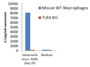Macrophages from wild-type (WT) TLR4 expressing or TLR4 deficient (TLR4 KO) mice were stimulated with 1μg/ml TLRpure™ <i>S. minnesota</i> R595 (Re)-(rough) LPS. Cell culture supernatants were analysed by ELISA for IL-6 after 24h. Optimal concentrations required for activation depend upon bacterial strain and chemotype (R- or S-) LPS, cell species (murine, human, others), cell culture conditions (FCS concentration), sampling time and cytokine. Recommended range for R-type (wild-type) LPS: 0.05-1.0μg/ml. Macrophages from wild-type (WT) TLR4 expressing or TLR4 deficient (TLR4 KO) mice were stimulated with 1μg/ml TLRpure™ <i>S. minnesota</i> R595 (Re)-(rough) LPS. Cell culture supernatants were analysed by ELISA for IL-6 after 24h. Optimal concentrations required for activation depend upon bacterial strain and chemotype (R- or S-) LPS, cell species (murine, human, others), cell culture conditions (FCS concentration), sampling time and cytokine. Recommended range for R-type (wild-type) LPS: 0.05-1.0μg/ml.
