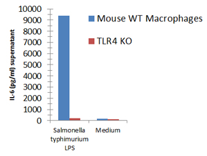 Macrophages from wild-type (WT) TLR4 expressing or TLR4 deficient (TLR4 KO) mice were stimulated with 1μg/ml TLRpure™ <i>S. typhimurium</i> S-LPS. Cell culture supernatants were analysed by ELISA for IL-6 after 24h. Optimal concentrations required for activation depend upon bacterial strain and chemotype (R- or S-) LPS, cell species (murine, human, others), cell culture conditions (FCS concentration), sampling time and cytokine. Recommended range for S-type (wild-type) LPS: 0.01-1.0μg/ml. Macrophages from wild-type (WT) TLR4 expressing or TLR4 deficient (TLR4 KO) mice were stimulated with 1μg/ml TLRpure™ <i>S. typhimurium</i> S-LPS. Cell culture supernatants were analysed by ELISA for IL-6 after 24h. Optimal concentrations required for activation depend upon bacterial strain and chemotype (R- or S-) LPS, cell species (murine, human, others), cell culture conditions (FCS concentration), sampling time and cytokine. Recommended range for S-type (wild-type) LPS: 0.01-1.0μg/ml.