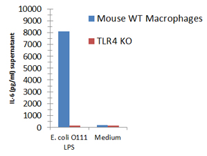 Macrophages from wild-type (WT) TLR4 expressing or TLR4 deficient (TLR4 KO) mice were stimulated with 1μg/ml TLRpure™ <i>E. coli</i> O111:B4 S-(smooth) LPS. Cell culture supernatants were analysed by ELISA for IL-6 after 24h. Optimal concentrations required for activation depend upon bacterial strain and chemotype (R- or S-) LPS, cell species (murine, human, others), cell culture conditions (FCS concentration), sampling time and cytokine. Recommended range for S-type (wild-type) LPS: 0.01-1.0μg/ml. Macrophages from wild-type (WT) TLR4 expressing or TLR4 deficient (TLR4 KO) mice were stimulated with 1μg/ml TLRpure™ <i>E. coli</i> O111:B4 S-(smooth) LPS. Cell culture supernatants were analysed by ELISA for IL-6 after 24h. Optimal concentrations required for activation depend upon bacterial strain and chemotype (R- or S-) LPS, cell species (murine, human, others), cell culture conditions (FCS concentration), sampling time and cytokine. Recommended range for S-type (wild-type) LPS: 0.01-1.0μg/ml.