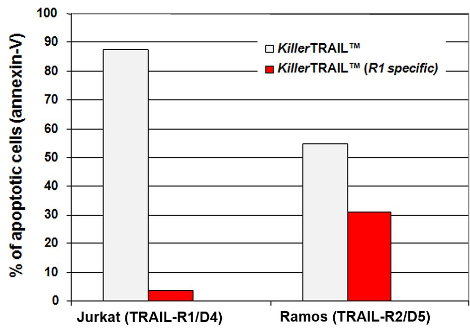 Treatment of Jurkat or RAMOS cells with 200ng/ml <em>Killer</em>TRAIL&trade; (R1 specific) (Prod. No. AG-40T-0003) and <em>Killer</em>TRAIL&trade; (Prod. No. AG-40T-0001) for 3h at 37&deg;C.