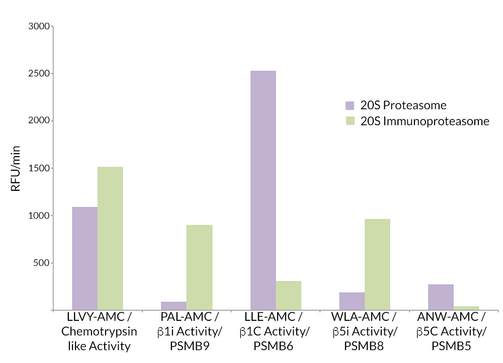 20S Immunoproteasome (mouse) (untagged) 20S Immunoproteasome (mouse) (untagged)